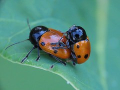 Cryptocephalus trimaculatus