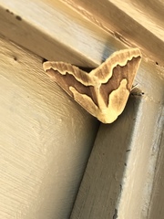 Sabulodes edwardsata