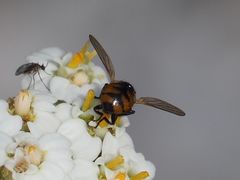 Gymnosoma nitens