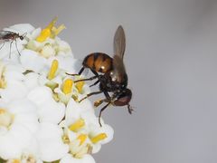 Gymnosoma nitens