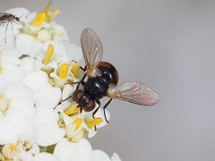 Gymnosoma nitens