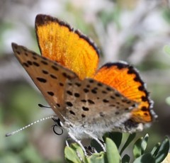 Lycaena ochimus