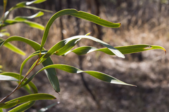 Acacia acuminata