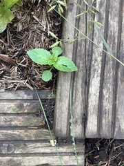 Mercurialis annua