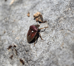 Stagonomus bipunctatus