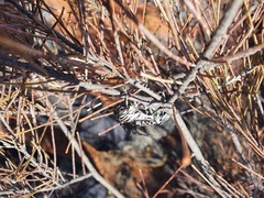 Rhytiphora saundersii