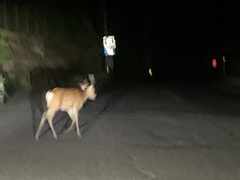 Cervus nippon centralis