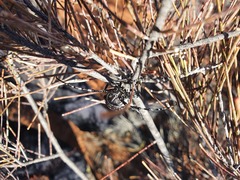 Rhytiphora saundersii