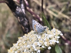 Euphilotes ancilla