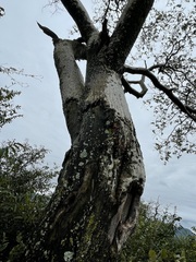 Millettia stuhlmannii