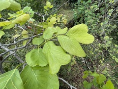 Millettia stuhlmannii