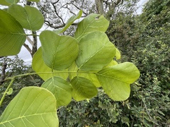Millettia stuhlmannii