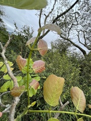 Millettia stuhlmannii
