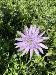 Scorzonera rosea