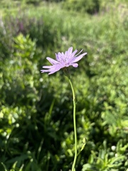 Scorzonera rosea
