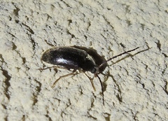 Hymenalia