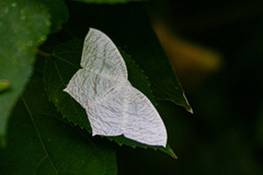 Acropteris illiturata