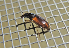 Stenolophus mixtus