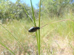 Arima marginata