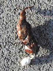 Sceloporus olivaceus