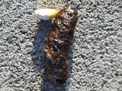 Sceloporus olivaceus