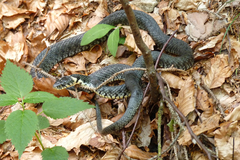 Natrix helvetica sicula
