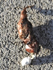 Sceloporus olivaceus