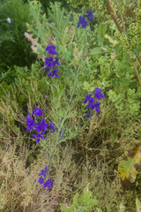 Consolida orientalis