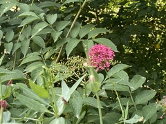 Centranthus ruber