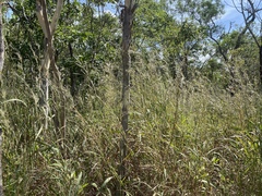 Andropogon gayanus