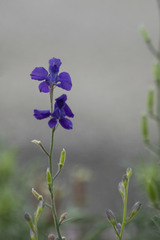 Consolida orientalis