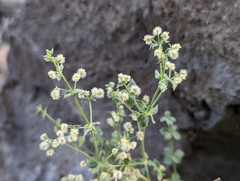 Galium multiflorum