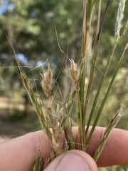 Andropogon gayanus