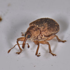 Lignyodes fraxini