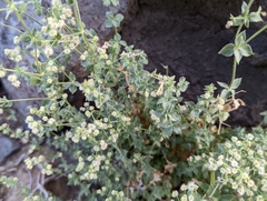 Galium multiflorum