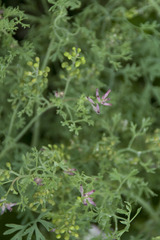 Fumaria vaillantii