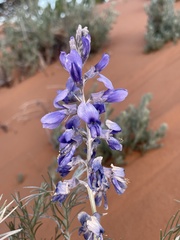 Sophora stenophylla