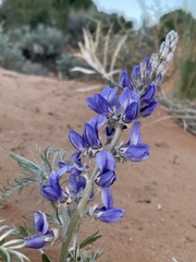 Sophora stenophylla