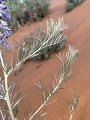 Sophora stenophylla