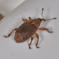 Lignyodes fraxini