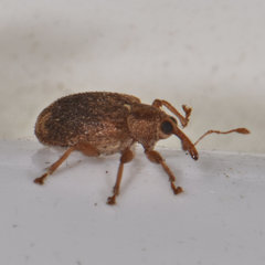 Lignyodes fraxini