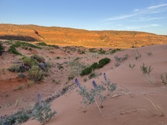 Sophora stenophylla