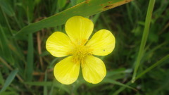 Ranunculus lingua