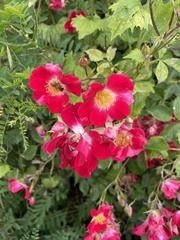 Rosa