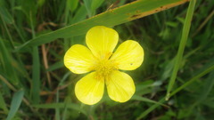 Ranunculus lingua