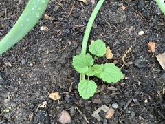 Lamium purpureum