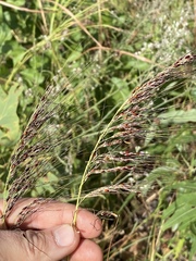 Sorghinae