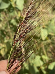 Sorghinae