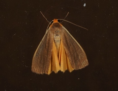 Palaeosia bicosta