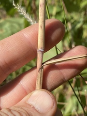 Sorghinae